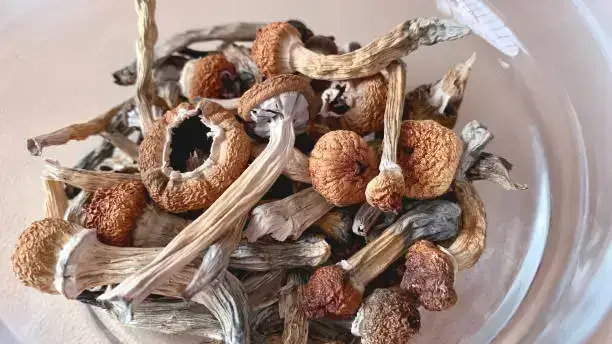 SHROOMS