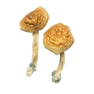 Golden Mammoth Magic Mushrooms - Pound