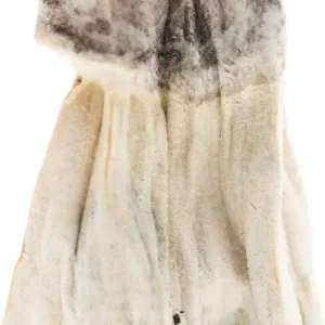 Golden Teacher Mushroom