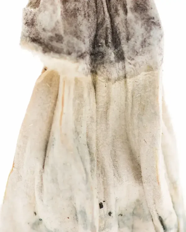 Golden Teacher Mushroom