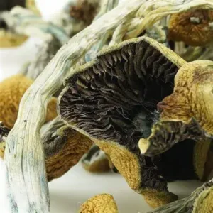 Buy Goldie Magic Mushrooms