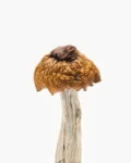 Buy Martinique Mushrooms online