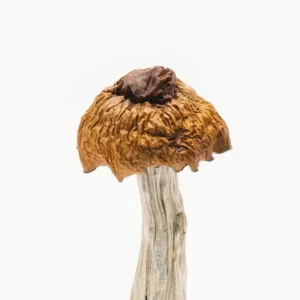 Buy Martinique Mushrooms online