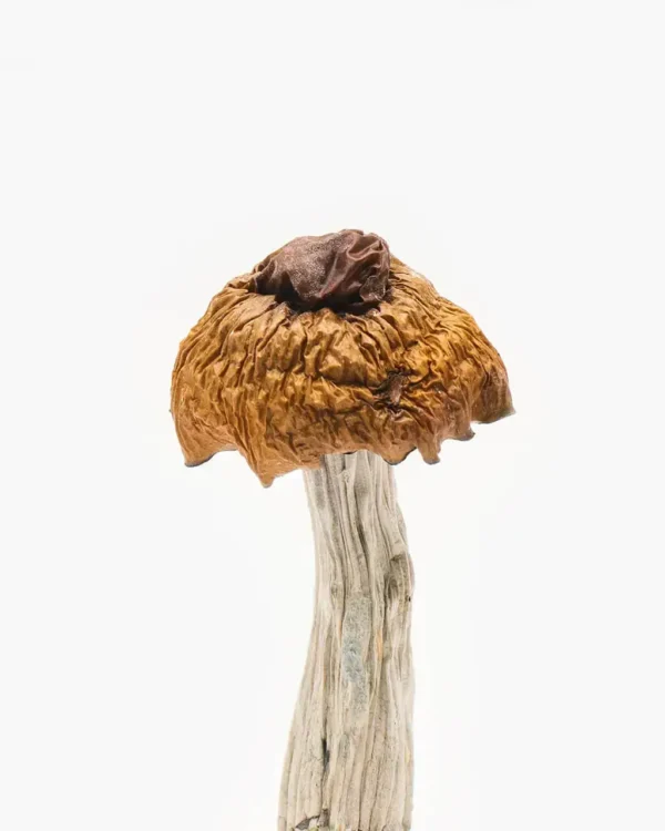 Buy Martinique Mushrooms online