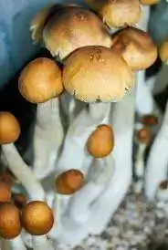 Purchase Matias Romero Mushrooms Online