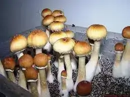 Purchase Matias Romero Mushrooms Online