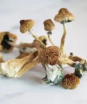 Mazatapec Magic Mushroom