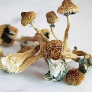 Mazatapec Magic Mushroom