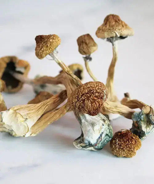 Mazatapec Magic Mushroom