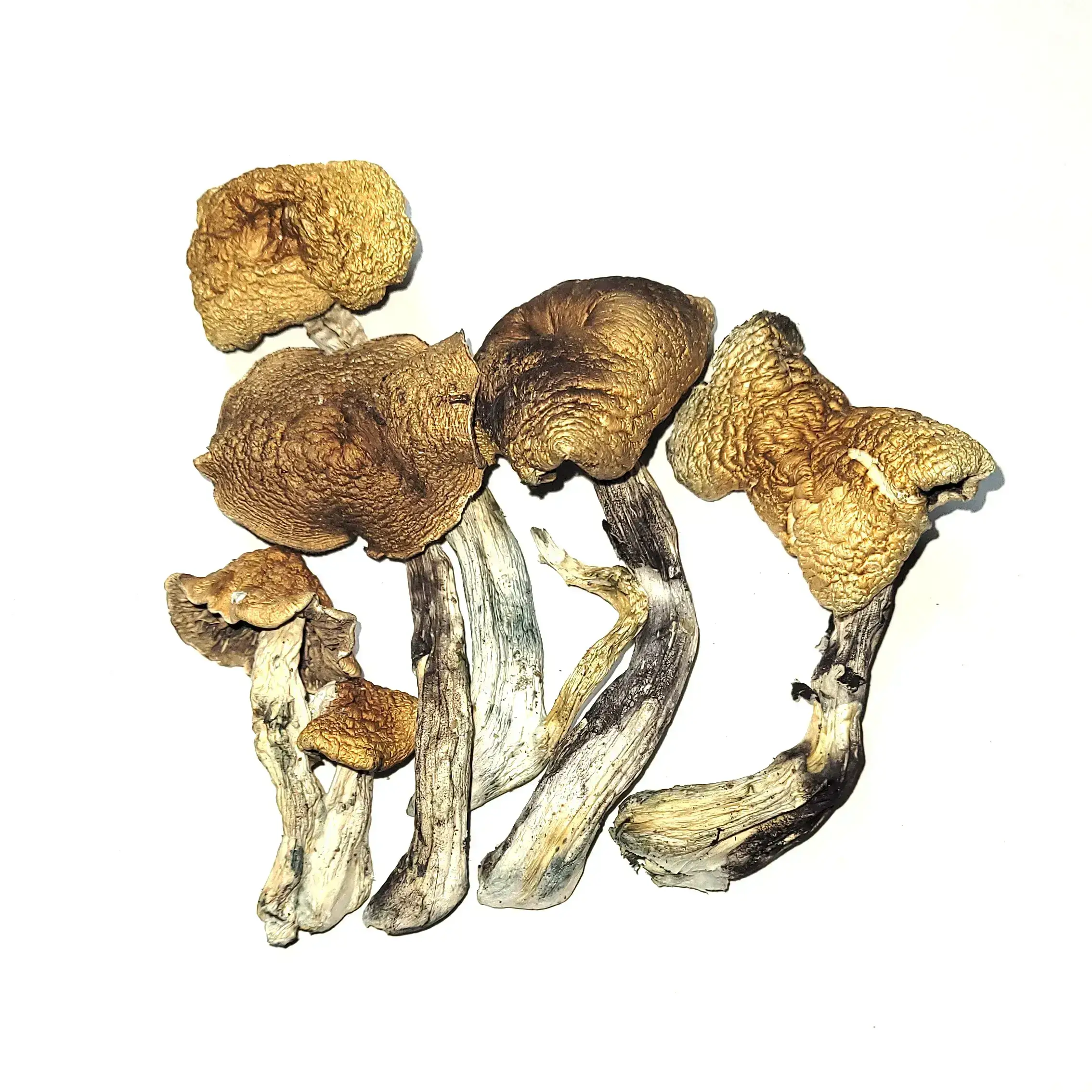 Buy McKennaii Psilocybin Cubensis online