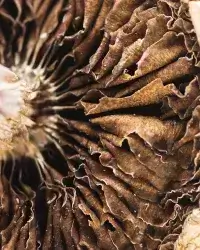 Golden Teacher Mushroom