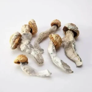 Penis Envy Mushrooms