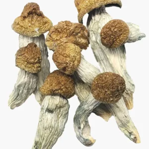 Ecuador Cubensis