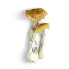 Tasmanian-Mushrooms-Spore