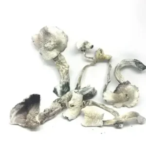 albino-a-mushroom-Strain1-768×576