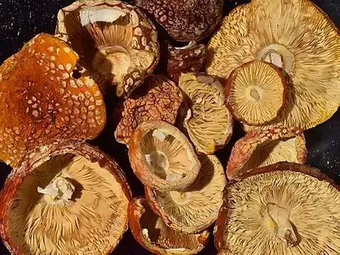 Amanita Muscaria Mushrooms