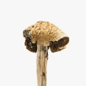 brazilian-mushroom-strain