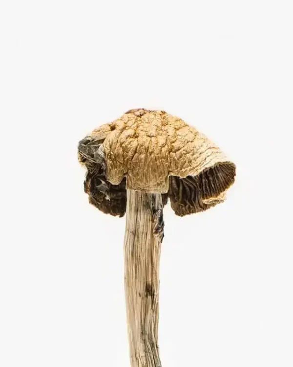 Brazilian Magic Mushrooms