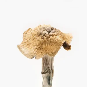 Burmese Magic Mushrooms