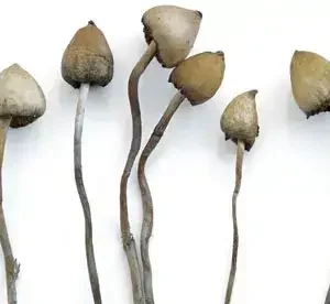 Liberty Caps Mushrooms