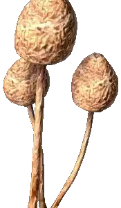 buy-liberty-caps-online-California
