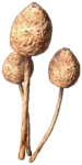 Liberty Caps Mushrooms