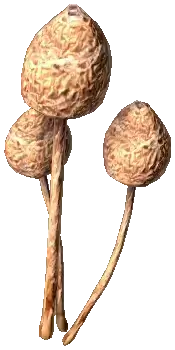 Liberty Caps Mushrooms