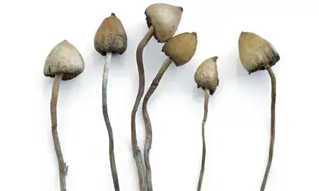 Liberty Caps Mushrooms