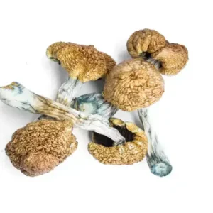 Buy Moby Dick Magic Mushrooms online