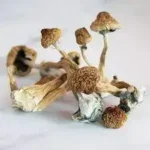 Buy Liberty Caps Mushrooms Online