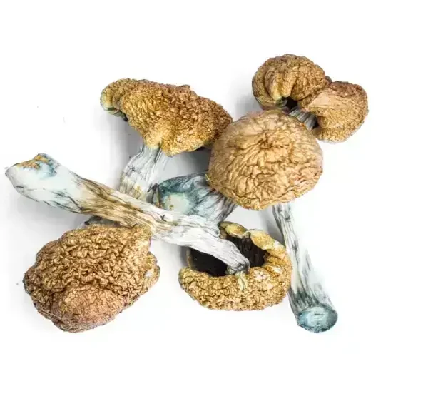Buy Moby Dick Magic Mushrooms online