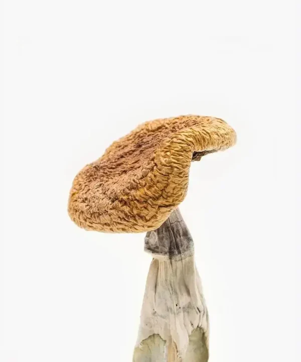Golden Teacher Magic Mushroom