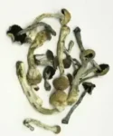 Transkei Cubensis Mushrooms