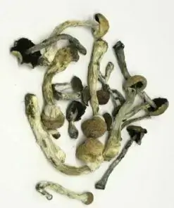 Transkei Cubensis Mushrooms