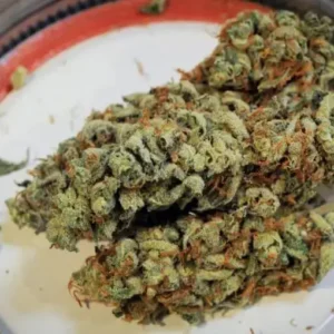 Durban Poison Strain1