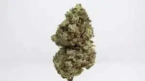 Garlic Cookies Strain1