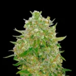 Grand Master Kush Strain