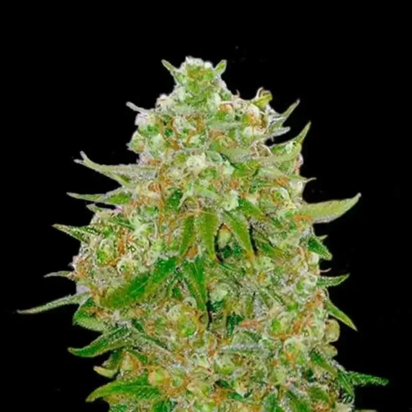 Grand Master Kush Strain