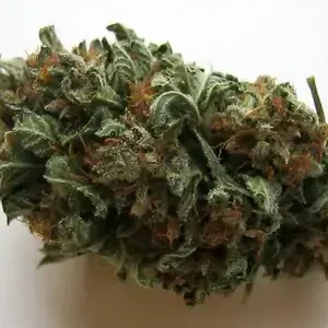 Hawaiian Skunk Strain
