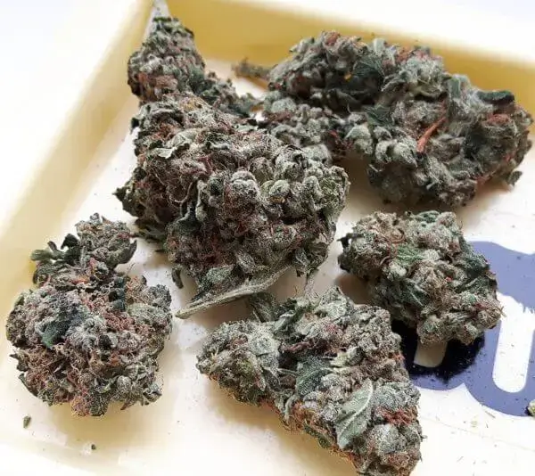 Holy Grail OG Strain