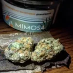 Mimosa Smart Buds