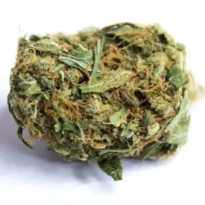 Mr Nice Guy Weed Strain