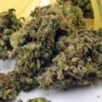 Mr Nice Guy Weed Strain