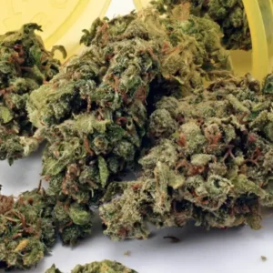 Mr Nice Guy Weed Strain1