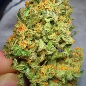 Northern Lights Strains1