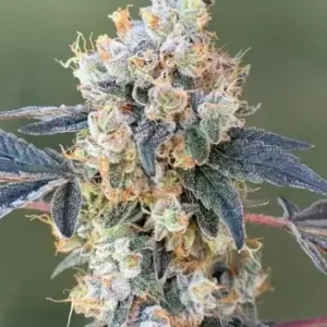 Nyc Diesel Strain1