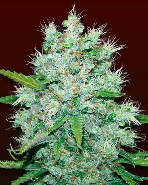 Contact Psychedelics pill