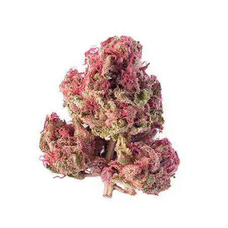 Pink Kush