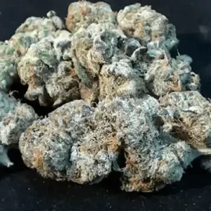 Platinum Girl Scout Cookies Strain