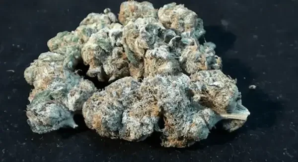 Platinum Girl Scout Cookies Strain